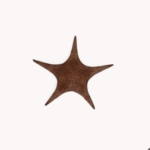 ستاره دریایی تزیینی مدل f23
