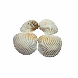 صدف تزئینی آکواریوم مدل al 05 مجموعه 4 عددی