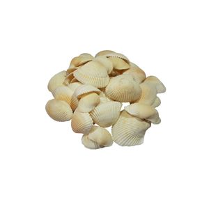 صدف تزئینی آکواریوم مدل َa 1 مجموعه 50 عددی