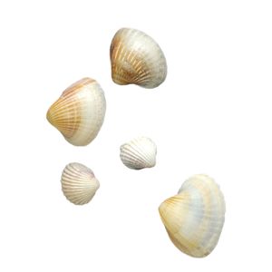 صدف تزیینی آکواریوم مدل a0 بسته 5 عددی