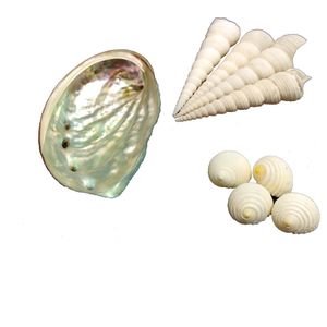 صدف تزیینی آکواریوم مدل abalone100 مجموعه 9 عددی