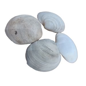 صدف تزیینی آکواریوم مدل fishikala کد 005  بسته 4 عددی