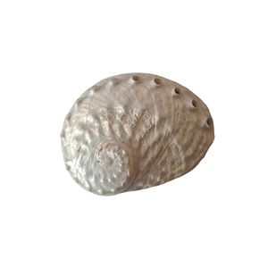 صدف تزیینی آکواریوم مدل آبالون 392