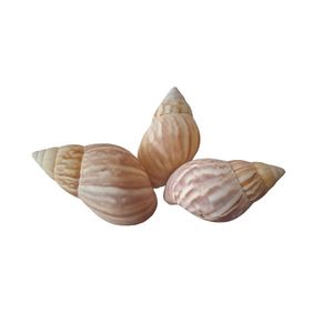 صدف تزیینی آکواریوم مدل حلزونی کد 34 بسته 3 عددی