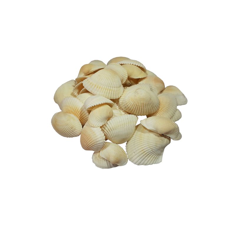 صدف تزئینی آکواریوم مدل َa 1 مجموعه 50 عددی