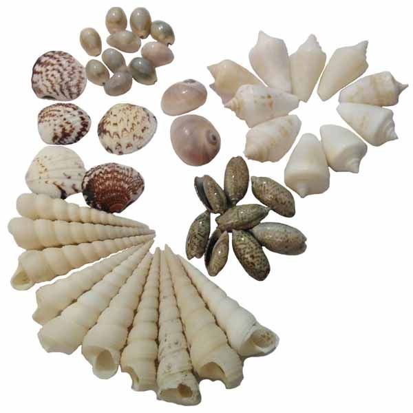 صدف تزئینی مدل b001 مجموعه 45 عددی