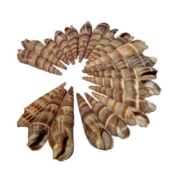 صدف تزئینی مدل yo555 مجموعه 20 عددی