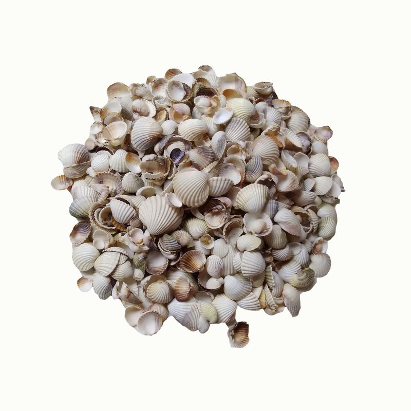 صدف تزیینی آکواریوم مدل 0011 وزن 400 گرم