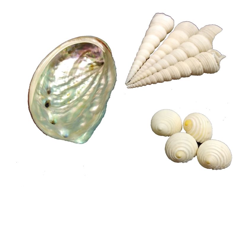 صدف تزیینی آکواریوم مدل abalone100 مجموعه 9 عددی