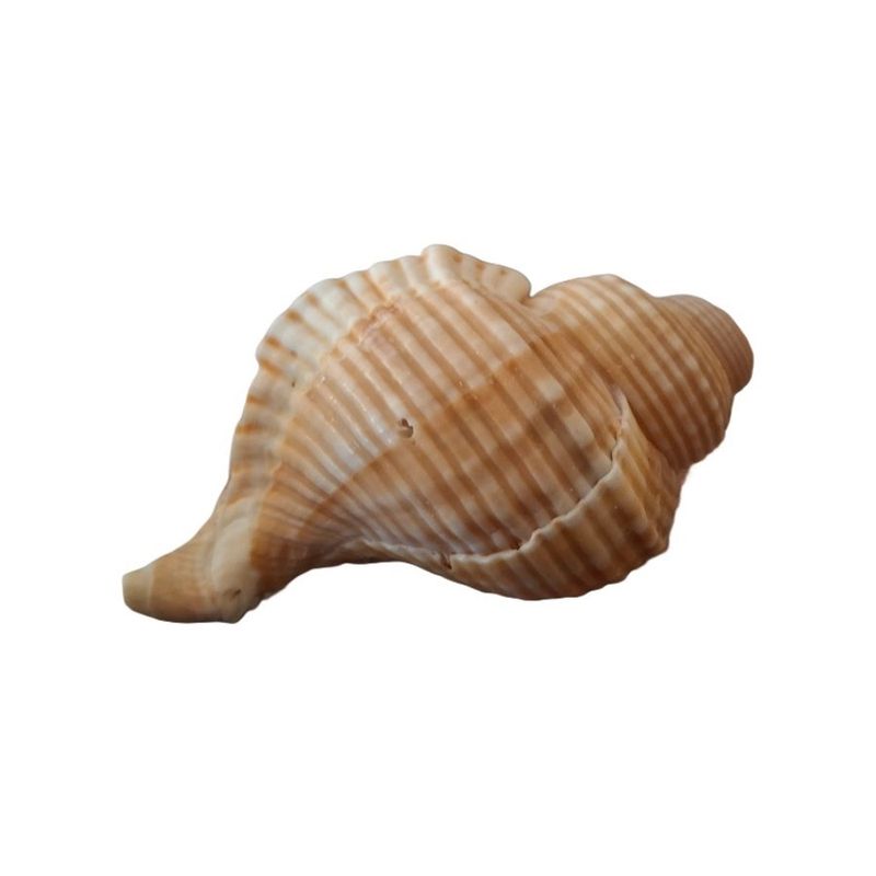 صدف تزیینی آکواریوم مدل لیناتلا