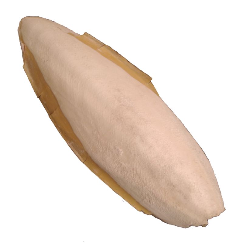 کف دریا کد m 65 وزن ۶۵ گرم