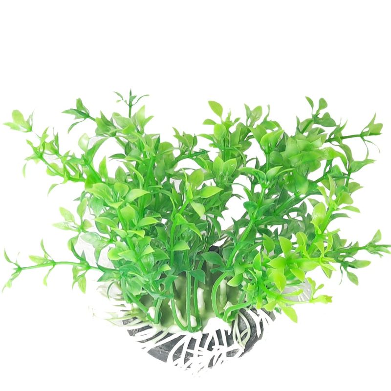 گیاه تزئینی آکواریوم کد ma0025